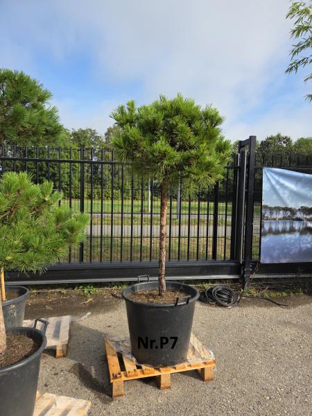 Pinus-nigra-Pierrick-Bregeon---Nr-P18